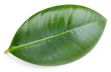 Mango yaprakları beyaz arkaplanda yalıtılmış. Mango kırpma yolu. Yemek fotoğrafçılığı