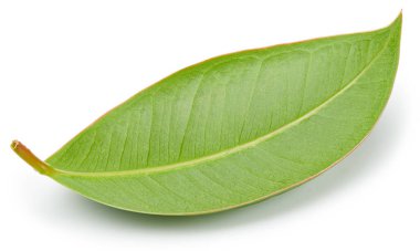 Mango yaprakları beyaz arkaplanda yalıtılmış. Mango kırpma yolu. Yemek fotoğrafçılığı