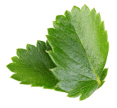 Beyaz arka planda yalıtılmış çilek yaprakları. Çilek yaprağı kesme yolu. Yemek fotoğrafçılığı