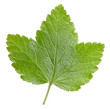 Frenk üzümü beyaz arkaplanda izole halde bırakır. Frenk üzümü yaprağı kırpma yolu. Yemek fotoğrafçılığı