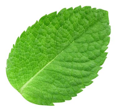 Nane yaprakları beyaz arka planda izole. Nane kırpma yolu. Yemek fotoğrafçılığı