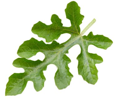 Karpuz yaprakları beyaz arka planda izole. Karpuz yaprağı kesme yolu. Yemek fotoğrafçılığı