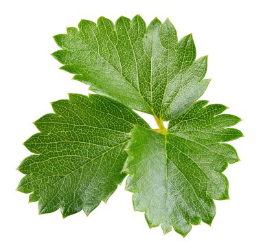Beyaz arka planda yalıtılmış çilek yaprakları. Çilek yaprağı kesme yolu. Yemek fotoğrafçılığı