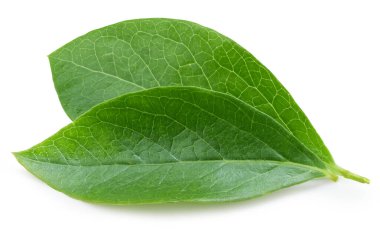 Beyaz arka planda yaban mersini yaprakları. Kırpma Yolu Bırakır