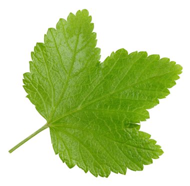 Frenk üzümü beyaz arkaplanda izole halde bırakır. Frenk üzümü yaprağı kırpma yolu. Yemek fotoğrafçılığı