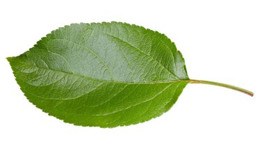 Elma yaprakları beyaz arka planda izole. Apple Kırpma Yolunu Bırakır