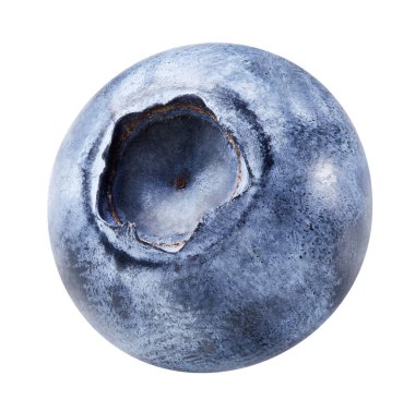 Beyaza izole edilmiş yabanmersini. Olgun yaban mersini kırpma yolu.