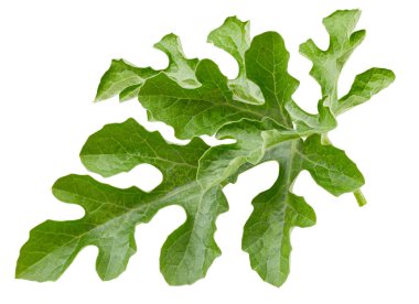 Karpuz yaprakları beyaz arka planda izole. Karpuz yaprağı kesme yolu. Yemek fotoğrafçılığı