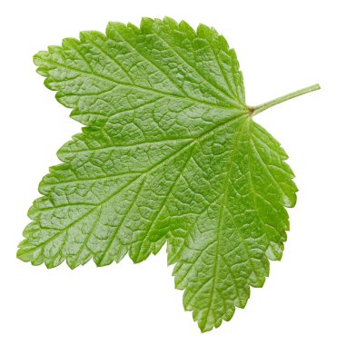 Frenk üzümü beyaz arkaplanda izole halde bırakır. Frenk üzümü yaprağı kırpma yolu. Yemek fotoğrafçılığı