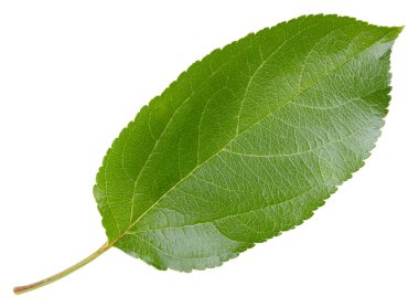 Elma yaprakları beyaz arka planda izole. Apple Kırpma Yolunu Bırakır