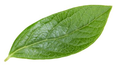 Beyaz arka planda yaban mersini yaprakları. Kırpma Yolu Bırakır