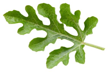 Karpuz yaprakları beyaz arka planda izole. Karpuz yaprağı kesme yolu. Yemek fotoğrafçılığı