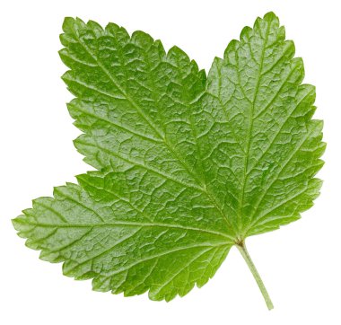 Frenk üzümü beyaz arkaplanda izole halde bırakır. Frenk üzümü yaprağı kırpma yolu. Yemek fotoğrafçılığı