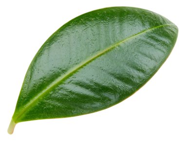 Mango yaprakları beyaz arkaplanda yalıtılmış. Mango kırpma yolu. Yemek fotoğrafçılığı