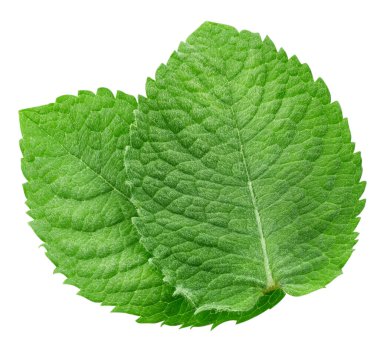 Nane yaprakları beyaz arka planda izole. Nane kırpma yolu. Yemek fotoğrafçılığı