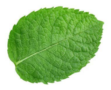 Nane yaprakları beyaz arka planda izole. Nane kırpma yolu. Yemek fotoğrafçılığı