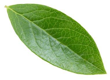 Beyaz arka planda yaban mersini izole edilmiş. Kırpma Yolu Bırakır