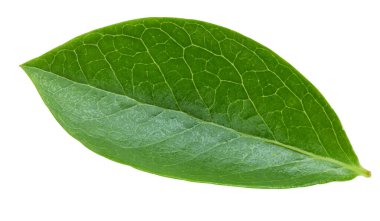 Beyaz arka planda yaban mersini yaprakları. Kırpma Yolu Bırakır