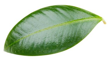 Mango yaprakları beyaz arkaplanda yalıtılmış. Mango kırpma yolu. Yemek fotoğrafçılığı