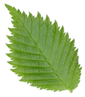 Fındık fındıklı yapraklar beyaz arka planda izole. Ceviz Kırpma Yolu 'nu Bırakır