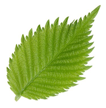 Fındık fındıklı yapraklar beyaz arka planda izole. Ceviz Kırpma Yolu 'nu Bırakır