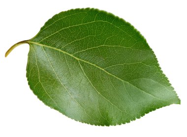 Kayısı yaprakları beyaz arka planda yalıtılmış. Kayısı Kırpma Yolu 'nu Bırakır