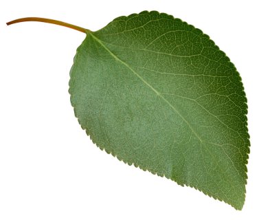 Kayısı yaprakları beyaz arka planda yalıtılmış. Kayısı Kırpma Yolu 'nu Bırakır