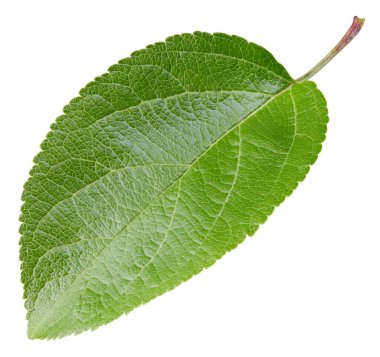 Elma yaprakları beyaz arka planda izole. Apple Kırpma Yolunu Bırakır