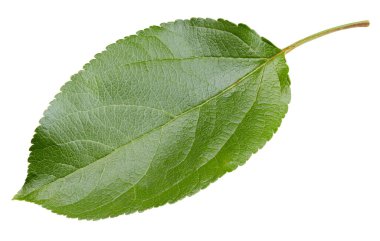 Elma yaprakları beyaz arka planda izole. Apple Kırpma Yolunu Bırakır