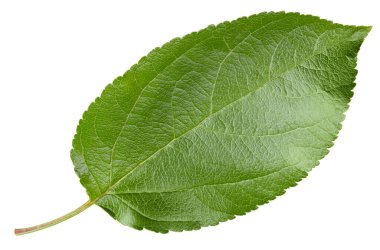 Elma yaprakları beyaz arka planda izole. Apple Kırpma Yolunu Bırakır