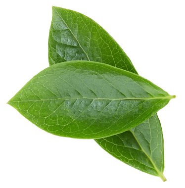 Beyaz arka planda yaban mersini yaprakları. Kırpma Yolu Bırakır