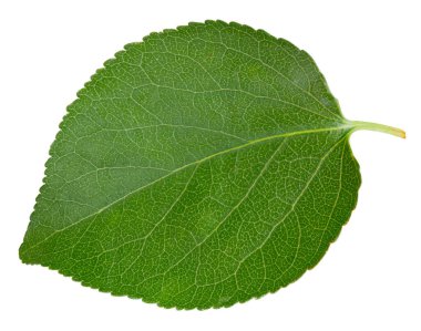 Kayısı yaprakları beyaz arka planda yalıtılmış. Kayısı Kırpma Yolu 'nu Bırakır