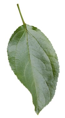 Elma yaprakları beyaz arka planda izole. Apple Kırpma Yolunu Bırakır