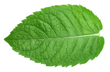 Nane yaprakları beyaz arka planda izole. Nane kırpma yolu. Yemek fotoğrafçılığı