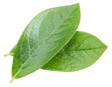 Beyaz arka planda yaban mersini yaprakları. Kırpma Yolu Bırakır