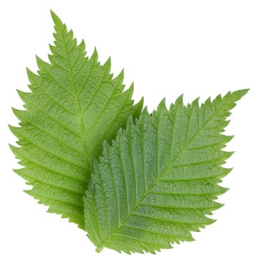 Fındık fındıklı yapraklar beyaz arka planda izole. Ceviz Kırpma Yolu 'nu Bırakır