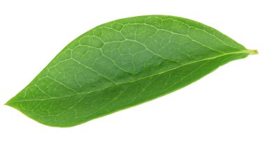 Beyaz arka planda yaban mersini yaprakları. Yeşil yaban mersini yaprakları kırpma yolu