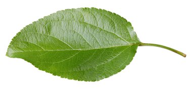 Elma yaprakları beyaz arka planda izole. Apple Kırpma Yolunu Bırakır