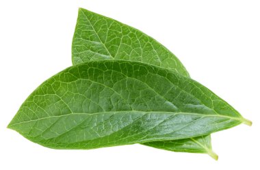 Beyaz arka planda yaban mersini yaprakları. Kırpma Yolu Bırakır