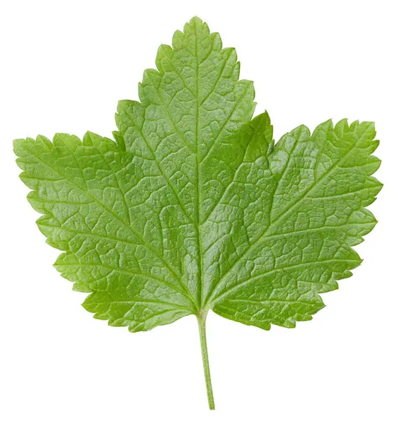 Frenk üzümü beyaz arkaplanda izole halde bırakır. Frenk üzümü yaprağı kırpma yolu. Yemek fotoğrafçılığı