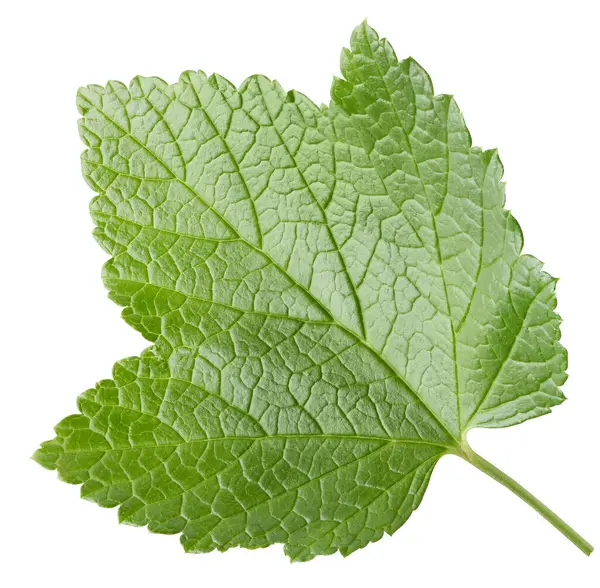 Currant Leaves Isolated White Background Currant Leaf Clipping Path Food — Stock Photo, Image