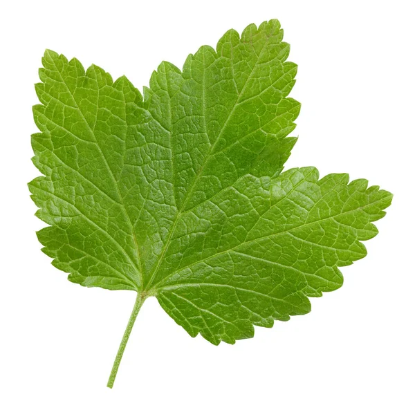 Currant Leaves Isolated White Background Currant Leaf Clipping Path Food — Stock Photo, Image
