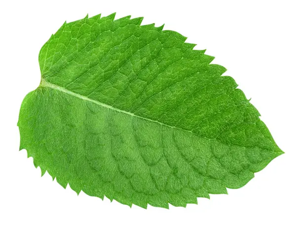 Nane yaprakları beyaz arka planda izole. Nane kırpma yolu. Yemek fotoğrafçılığı