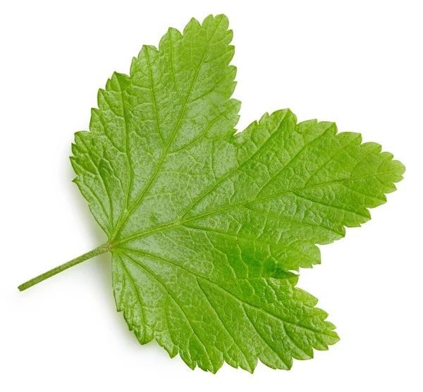 Frenk üzümü beyaz arkaplanda izole halde bırakır. Frenk üzümü yaprağı kırpma yolu. Yemek fotoğrafçılığı