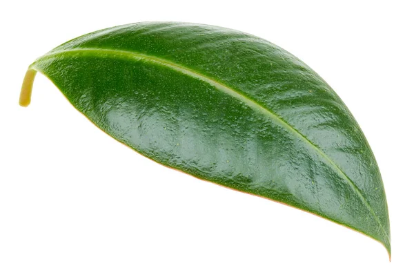 Mango yaprakları beyaz arkaplanda yalıtılmış. Mango kırpma yolu. Yemek fotoğrafçılığı