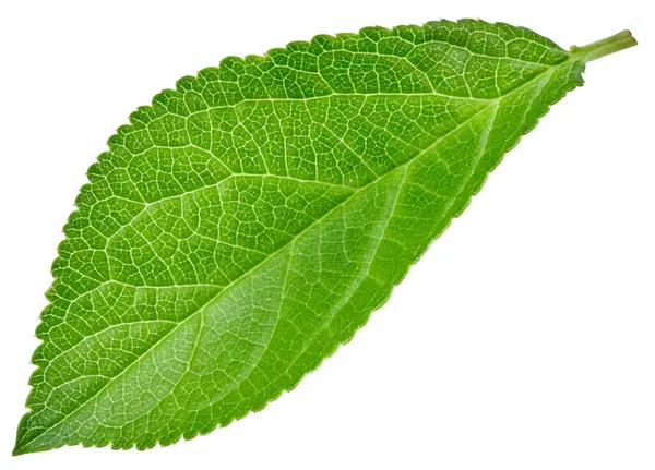 Beyaz arka planda izole Erik yaprakları. Kırpma yolunu bırakır. Gıda fotoğrafçılığı