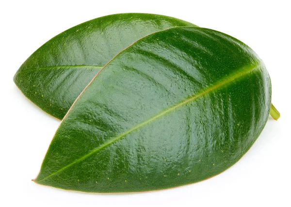 Mango yaprakları beyaz arkaplanda yalıtılmış. Mango kırpma yolu. Yemek fotoğrafçılığı