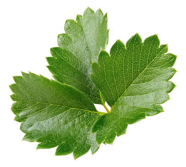 Beyaz arka planda yalıtılmış çilek yaprakları. Çilek yaprağı kesme yolu. Yemek fotoğrafçılığı