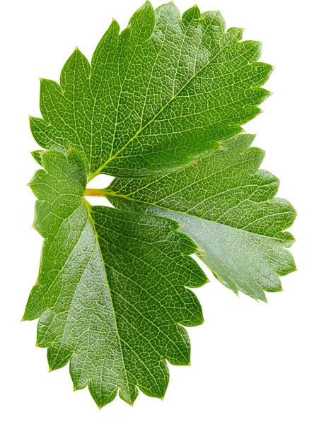 Beyaz arka planda yalıtılmış çilek yaprakları. Çilek yaprağı kesme yolu. Yemek fotoğrafçılığı