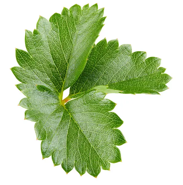 Beyaz arka planda yalıtılmış çilek yaprakları. Çilek yaprağı kesme yolu. Yemek fotoğrafçılığı